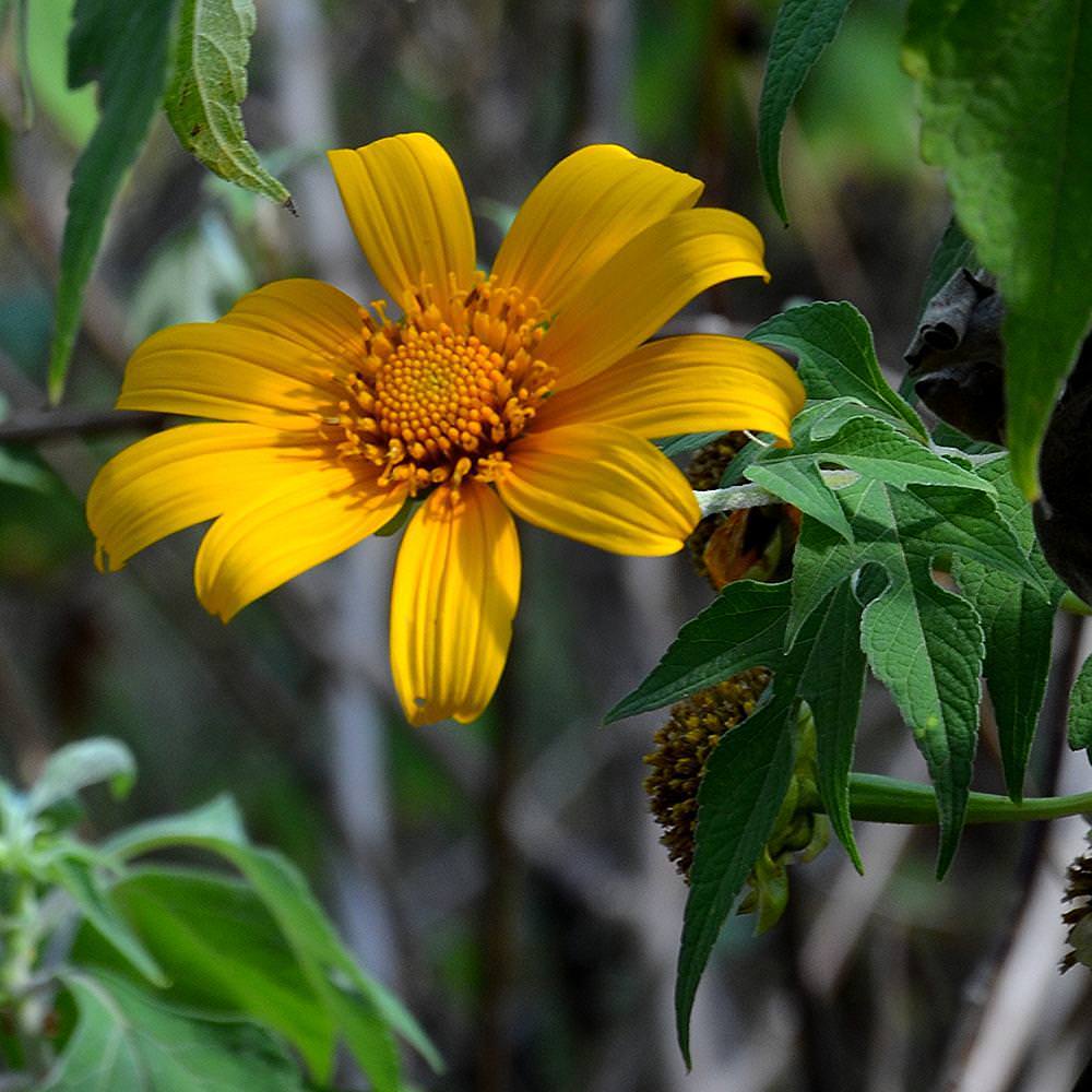 Tithonia diversifolia